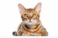 Portrait of Ocicat cat on white background Royalty Free Stock Photo