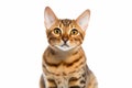 Portrait of Ocicat cat on white background Royalty Free Stock Photo