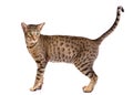 Portrait of a ocicat cat on a white background Royalty Free Stock Photo