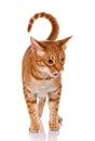Portrait of a ocicat cat on a white background Royalty Free Stock Photo