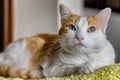 Portrait of odd eyed cat, heterochromia. Royalty Free Stock Photo