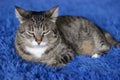 Portrait ofbrown tabby cat.  Big green eyes. A beautiful background for wallpaper, cover, postcard. , close up. Cats conce Royalty Free Stock Photo