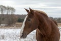 Beautiful heavy draft horse a large horse used for pulling heavy loads, Royalty Free Stock Photo