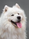 Portrait ofl dog - Samoyed