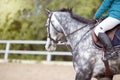 Portrait og gray sports horse with a bridle and a rider riding with his foot in a boot with a spur in a stirrup Royalty Free Stock Photo