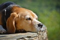 Portrait of an old beagle dog, relaxing in the sun Royalty Free Stock Photo