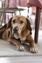 Portrait of an old blonde dog with white hair around the eyes and nose lying underneath a dining table Royalty Free Stock Photo