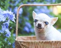 Old  chihuahua dog with blind eyes sitting in basket in beautiful garden with purple flowers Royalty Free Stock Photo