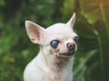 Old  chihuahua dog with blind eyes sitting in the garden with morning sunlight Royalty Free Stock Photo