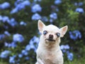 Old  chihuahua dog with blind eyes sitting in the garden with purple flowers Royalty Free Stock Photo