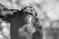 Portrait of old chimpanzee, Royalty Free Stock Photo