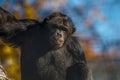 Portrait of old chimpanzee Royalty Free Stock Photo