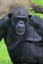 A portrait of an old chimpanzee. Royalty Free Stock Photo