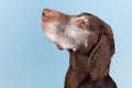 Portrait old dog Royalty Free Stock Photo