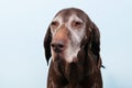 Portrait old dog Royalty Free Stock Photo