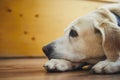 Portrait of old dog at home Royalty Free Stock Photo