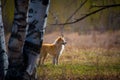 Portrait old dog playing in the meadow Royalty Free Stock Photo