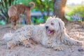 Portrait of old dog  Soft Coated Wheaten Terrier in the park Royalty Free Stock Photo