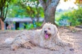 Portrait of old dog  Soft Coated Wheaten Terrier in the park Royalty Free Stock Photo