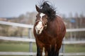 Old draft mare horse shaking head in wooden paddock in spring daytime