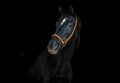 Old dressage mare horse with white spot on forehead on black background