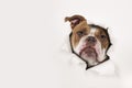 Portrait of an old english bulldog peeking through a hole in a white paper background Royalty Free Stock Photo