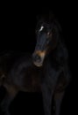 Old eventing sport gelding horse with white spot on forehead isolated on black background