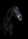 Old eventing sport gelding horse with white spot on forehead isolated on black background Royalty Free Stock Photo