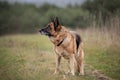 Old female german shepherd dog standing in field in daytime in autumn Royalty Free Stock Photo