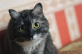 Portrait of old female grey cat