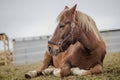 Old gelding horse in halter laying on ground in paddock