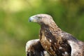 Portrait of an old golden eagle Royalty Free Stock Photo
