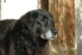 Portrait of an old Lady (labrador retriever) Royalty Free Stock Photo