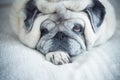 Portrait of old and lazy funny pug dog laying at home and relaxing - concept of mature animlas domestic looking on camera