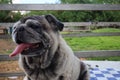 Portrait of an old pug dog Cute fat dog Sitting, smiling happy, seeing funny teeth on a wooden table, Royalty Free Stock Photo