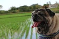 Portrait of an old pug dog Cute fat dog Sitting, smiling happy, seeing funny teeth on a wooden table, Royalty Free Stock Photo