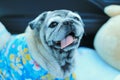 Portrait of an old pug dog Cute fat dog Sitting, smiling happy, seeing funny teeth on a wooden table, Royalty Free Stock Photo