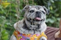 Portrait of an old pug dog Cute fat dog Sitting, smiling happy, seeing funny teeth on a wooden table, Royalty Free Stock Photo