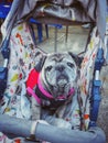 Portrait of an old Pug dog sitting in a wheelchair, looking like a sad eye. Royalty Free Stock Photo