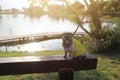 Portrait, old pug dog, smiling to the camera, background, nature, river view, Asia