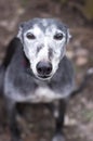 Portrait of old rescued grey-haired greyhound Royalty Free Stock Photo