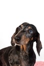 Portrait of an old sad gray-haired dachshund dog, isolated on a white background Royalty Free Stock Photo
