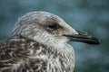 Portrait of an old seagull. He sits on the beach and watches the sea Royalty Free Stock Photo