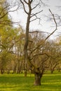 Portrait of an old tree with dead branches on green meadow in nature reserve Boberg in Hamburg. Royalty Free Stock Photo