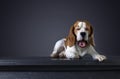 Portrait of a old yawning dog Beagle . Royalty Free Stock Photo