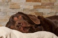 portrait of an older chocolate colored labrador lying down