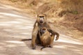 Olive Baboon mother with baby at African savannah