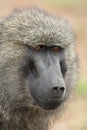 Portrait of an Olive Baboon