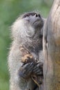 Portrait of olive baboon on a tree