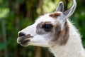 Portrait of an onager, also known as hemione or Asiatic wild ass, is a species of the family Equidae native to Asia Royalty Free Stock Photo